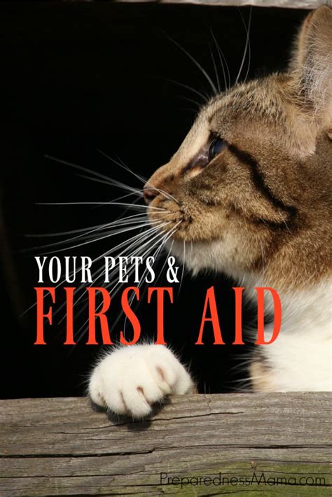 Pet First Aid For Emergencies Or Everyday Preparednessmama Pet