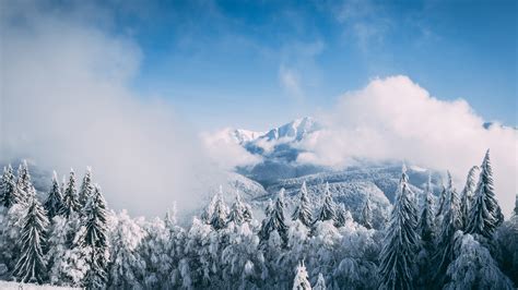 Snow Covered Fir Tree And Fog Mountain Under Cloudy Sky 4k Hd Winter