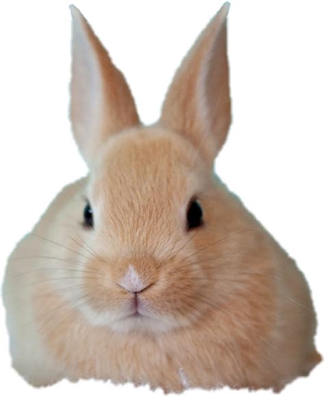 Baby Rabbit Png Free Png And Transparent Images