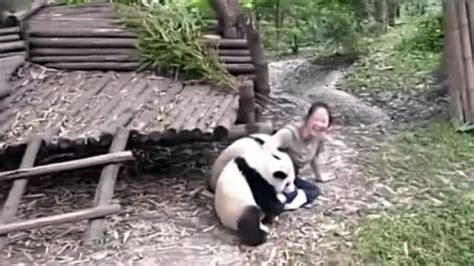 Vicious Panda Attacks Roaring Earth