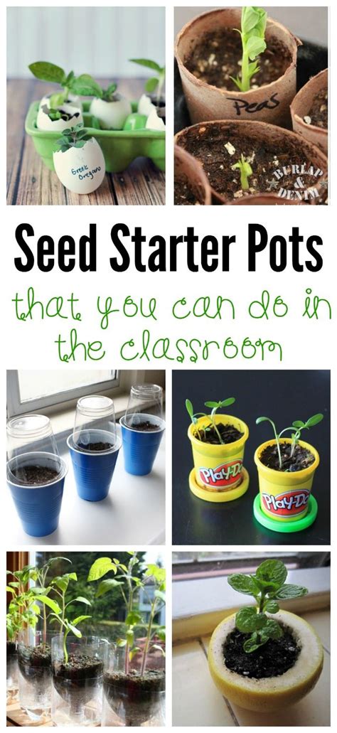 This experiment demonstrates how plants use capillary action to draw water up their stems. DIY Seed Starter Pots You Can Do in the Classroom ...
