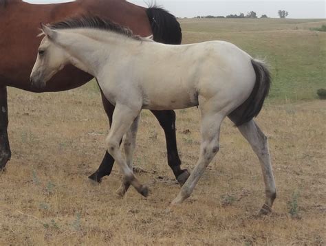 You can (sort of) find some new horses at the tumbleweed stable corral but as always, it«s a glitch. Buttermilk Buckskin 2017 Stud Colt - Ranching Heritage Eligible