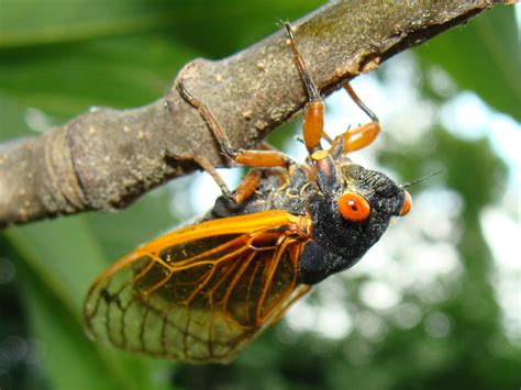 Discover more posts about insects, bugs, brood x, summer, text, cicada, and cicadas. Cicadas Brood II in Saugerties, NY 2013 | Jon's Home Blog