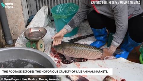 Footage Of Vietnam Wet Market Shows Frogs Cut Up With Scissors Daily