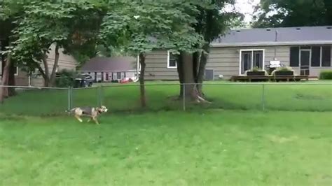 Dog Running Around In The Backyard Youtube