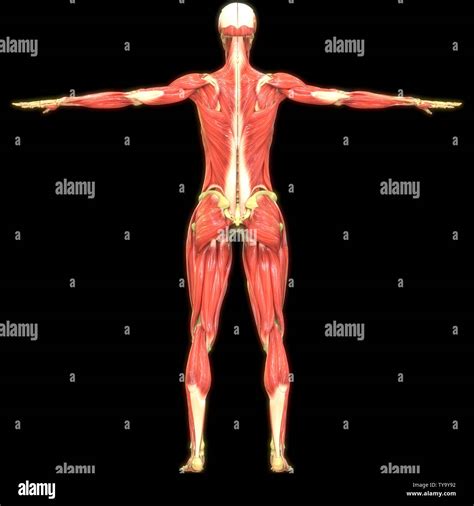 Muscles Anatomy Immagini E Fotografie Stock Ad Alta Risoluzione Alamy