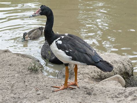 Filemagpie Goose Wikimedia Commons