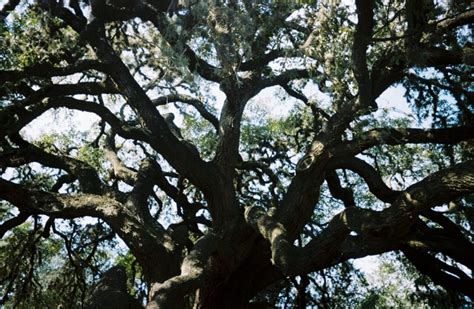 Live Oak Tree Cross Timbers Urban Forestry Council