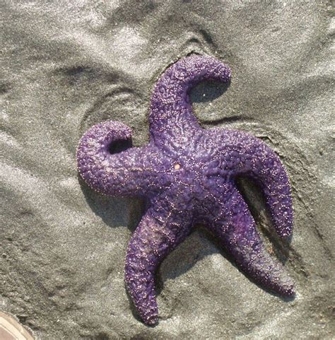 Purple Starfish Vancouver Island Purple Starfish All Things Purple