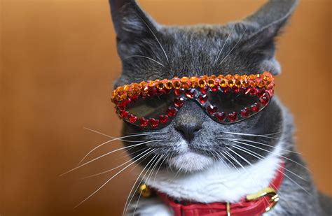 Meet Sunglass Cat An Instagram Star With An Eye Opening Message Of