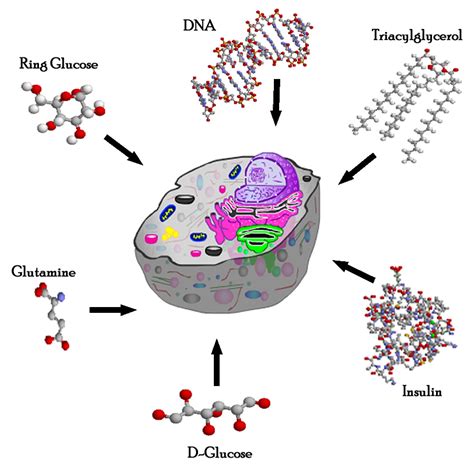 Biology In Daily Life Biology Of Cells