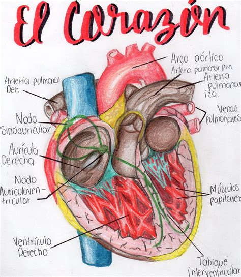 Esquema De La Estructura Del Corazón Estructura Del Corazon Anatomía