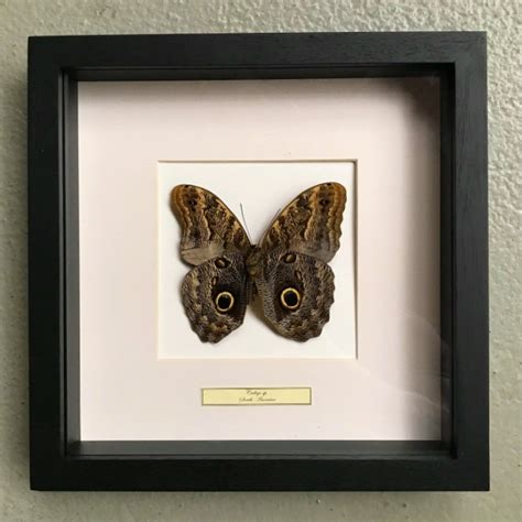 Caligo martia to motyl z rodziny nymphalidae. Butterfly in wooden frame (Caligo Martia) - De Jachtkamer