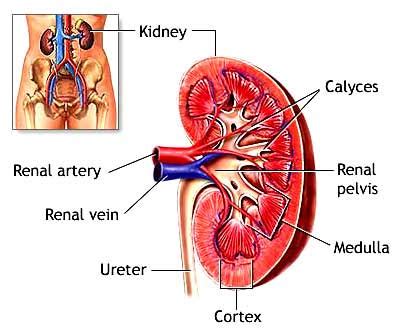 A journey inside your body. Kidneys - Human Anatomy