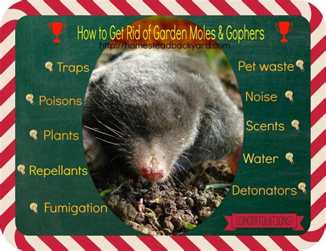 How To Get Rid Of Garden Moles And Gophers Gopher Getting Rid Of