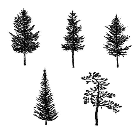 Easy Simple Pine Tree Drawing Lalocades