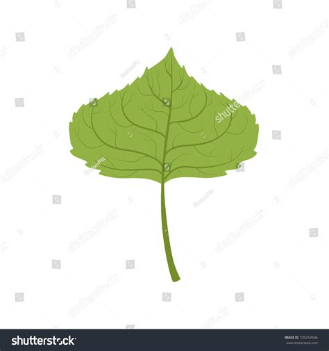 Aspen Tree Green Leaf Vector Illustration Vector De Stock Libre De