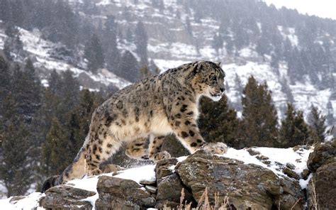 Snow Leopard Backgrounds ·① Wallpapertag