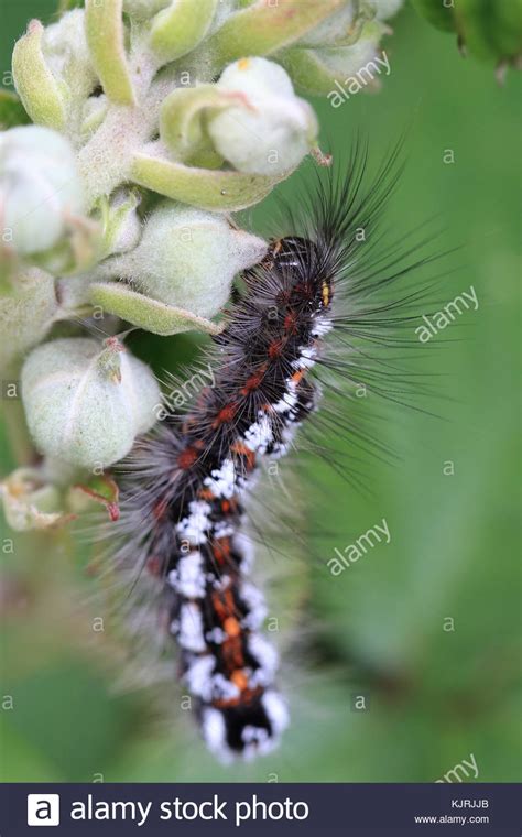 Brown Tail Moth Caterpillar Euproctis Chrysorrhoea On Bramble