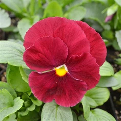 Pansy Matrix Ruby Mix Pansy From Plantworks Nursery