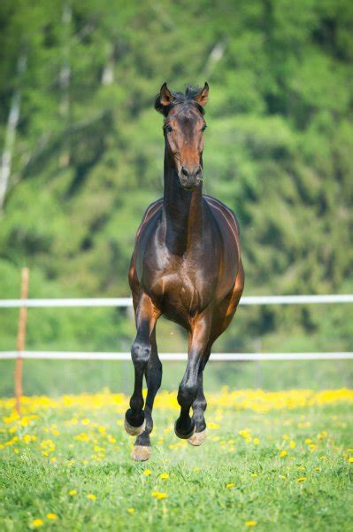 Black Horse Runs Gallop On The Meadow — Stock Photo © Vikarus 11173926