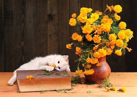 Pin By Laura Gabriela On Flowers And Animals Cats Animals Cat S