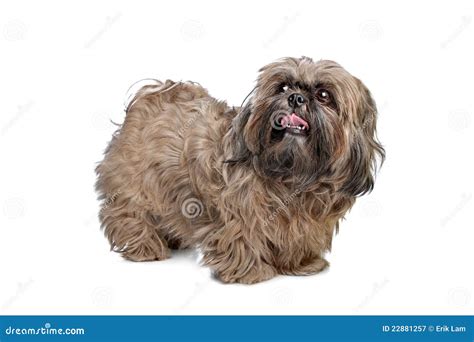 Brown Shih Tzu Dog Royalty Free Stock Photography Image 22881257