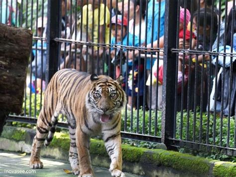 Kebun Binatang Bonbin Surabaya Goers
