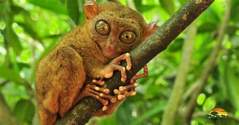 Tarsier Tarsius Syrichta The Worlds Smallest Primate In Bohol