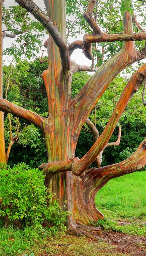 Best 25 Rainbow Eucalyptus Tree Ideas On Pinterest Eucalyptus