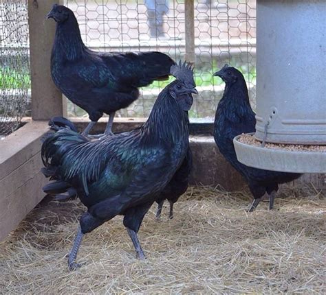 these all black chickens are incredibly rare black chickens rare chicken breeds chickens
