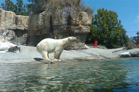 San Diego Zoo June 2010 San Diego Zoo Polar Bear Zoo