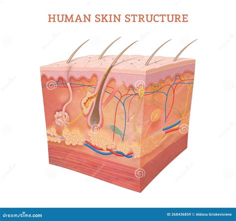 Anatomy And Physiology Of The Skin Stock Illustration Illustration Of