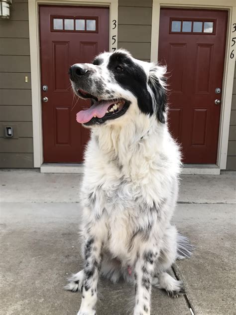 Meet Jax Our Rescue Pup Hes A Border Collie Great Pyrenees Mix