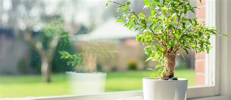 Treating plant mold like sooty mold is best done by treating the source of the problem. How to Remove Mold from Houseplants and Soil