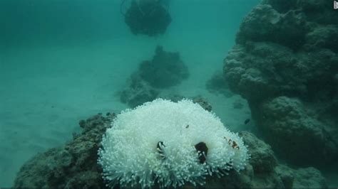 Images Show Coral Bleaching In Great Barrier Reef Cnn