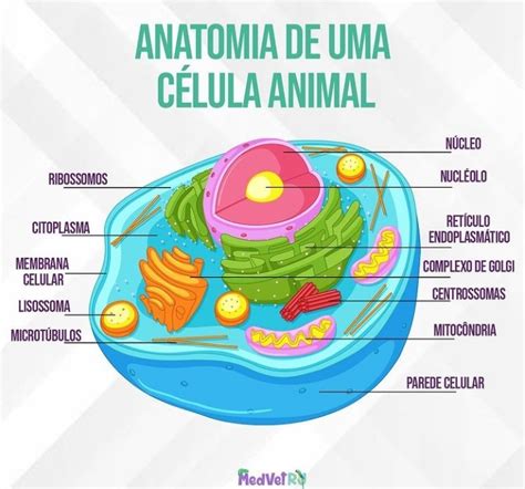 Anatomia De Célula Animal Biologia