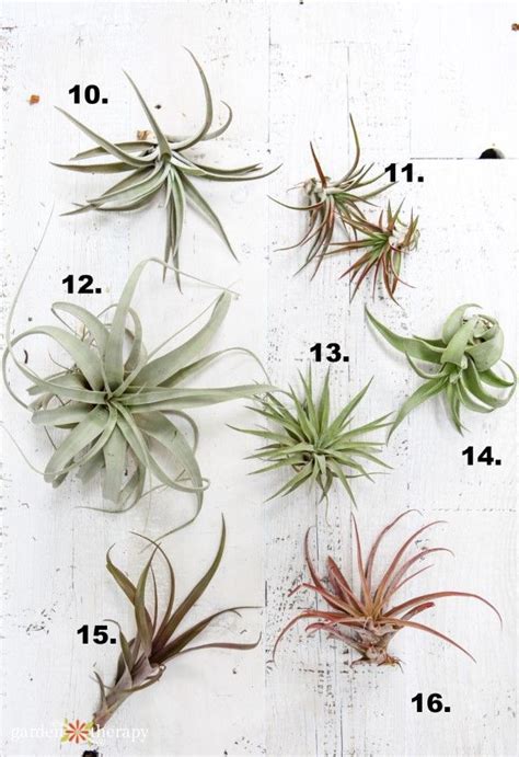 What Type Of Air Plant Do I Have Identify And Care For Common