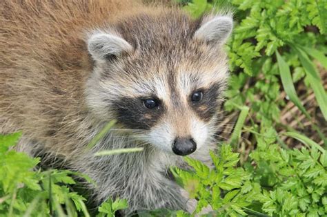50 Interesting Raccoon Facts That Will Steal Your Heart