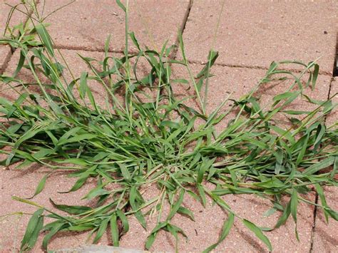 When to apply crabgrass preventer. Crabgrass Management in Home Lawns