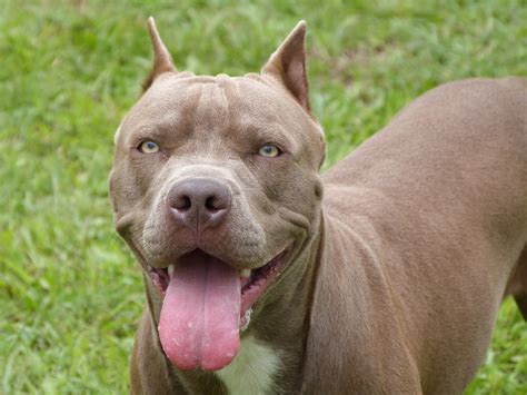 Pitbull‏подлинная учетная запись @pitbull 10 ч10 часов назад. Raças de Pitbull - Cachorros Pitbull Americano