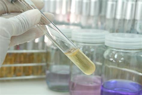 Microbiology Tool For Laboratory Test Stock Photo Image Of