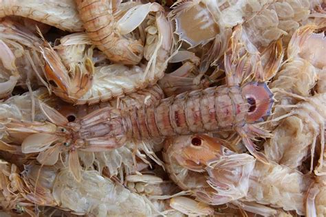 40 Mantis Shrimp Facts That Will Strike You With Awe Facts Net