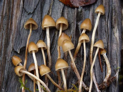 Psilocybe Pelliculosa Hunters Please Comment Mushroom Hunting And
