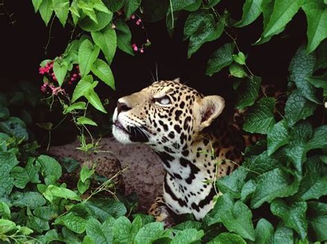 What Animals Live In The Rainforest National Geographic Rainforest Animal