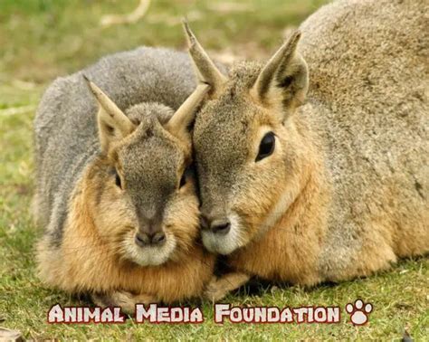 Interesting Facts About Patagonian Mara Animal Media Foundation