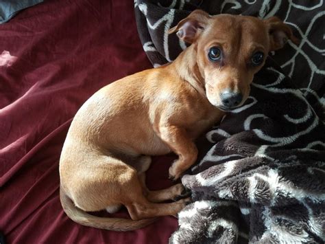 Copan oklahoma pets and animals view pictures. chiweenie - Google Search in 2020 | Dog crossbreeds, Dogs ...