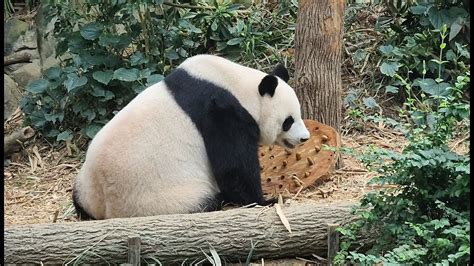 20220630 Giant Panda Jia Jia 嘉嘉 Eats High Fibre Biscuits River
