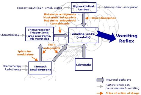 Post Operative Nausea And Vomiting Teachmesurgery