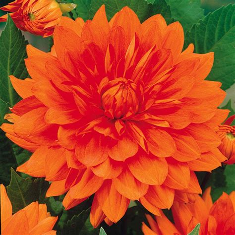 Giant Dinner Plate Dahlia Collection Garden Offers